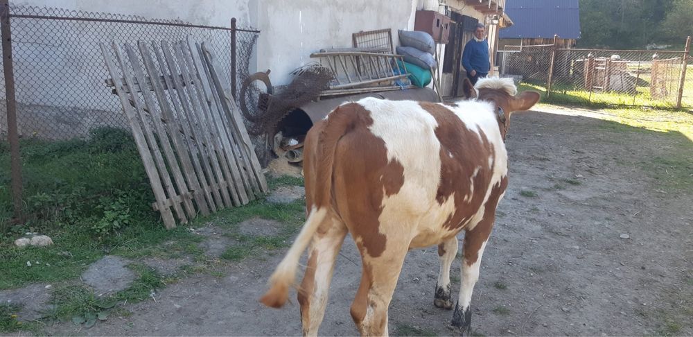 Vând vițea de 10 luni bălțată românească