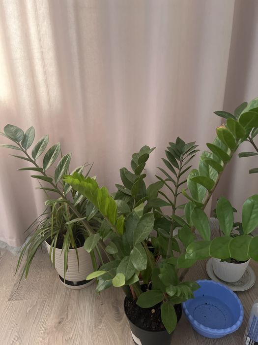 Замиакулькас доллар цветы