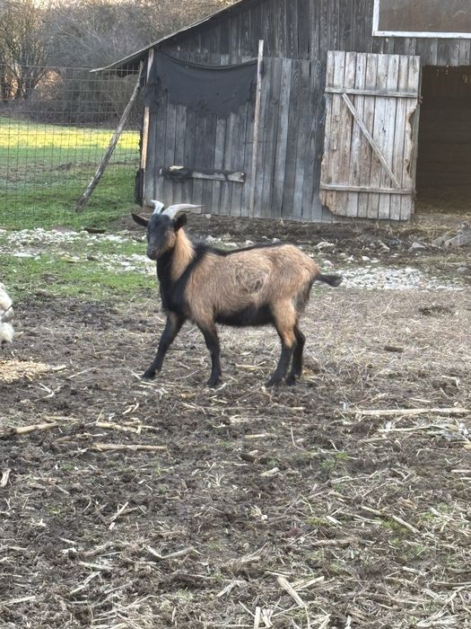 Vand țap Anglo Nubian si Alpin Francez