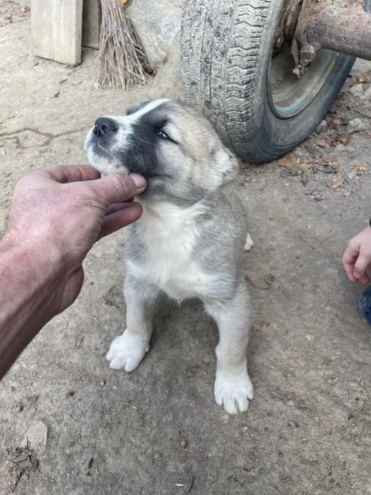 Продам щенков алабая