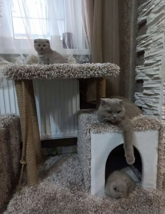 Вислоухие Шотландские котята
