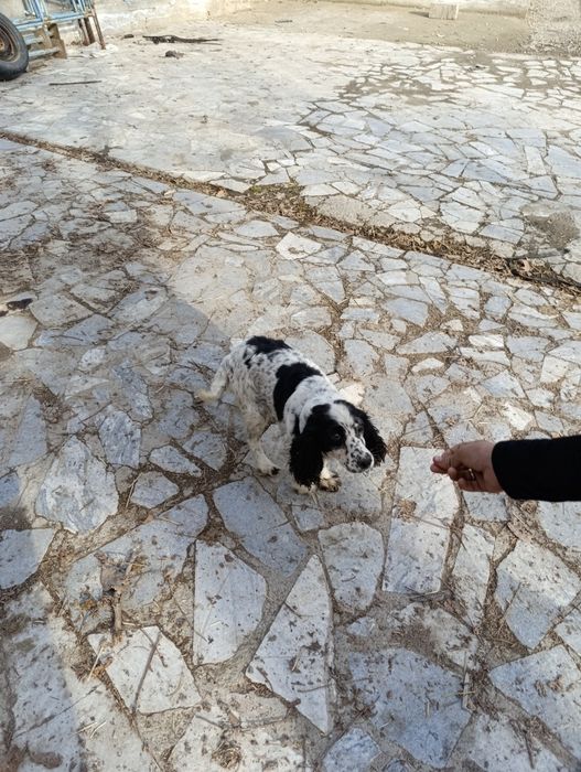 Qiziquvchilarga it sotiladi