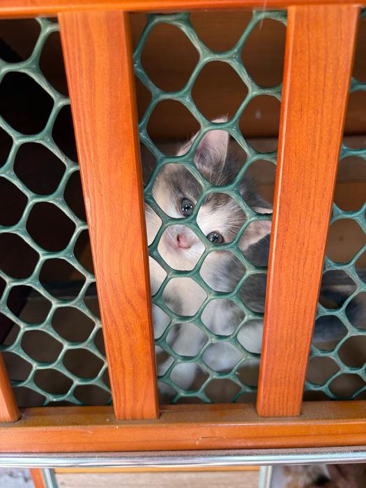 Котята ждут своих хозяев