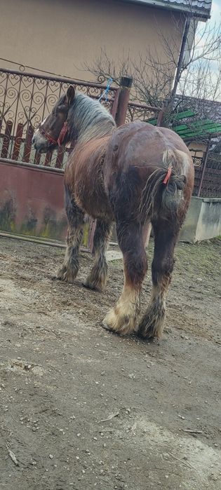 Manz 2 ani jumate de vânzare