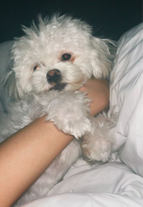 Продам Мальтипу F1