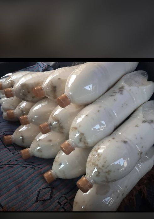 Свежий қумыс оптом 1200тг