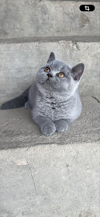 Fetita British Blue