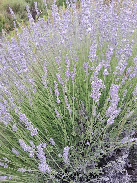 Многолетные вечнозеленные похучие лечебные полукустарники