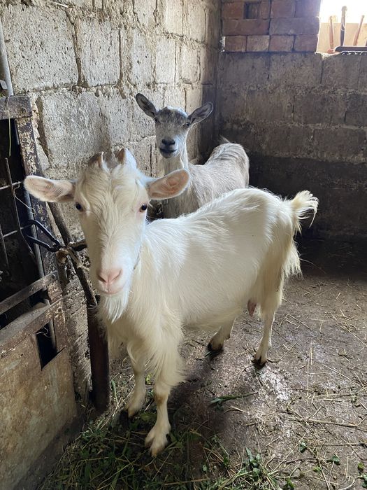 Vand o capra si o iada