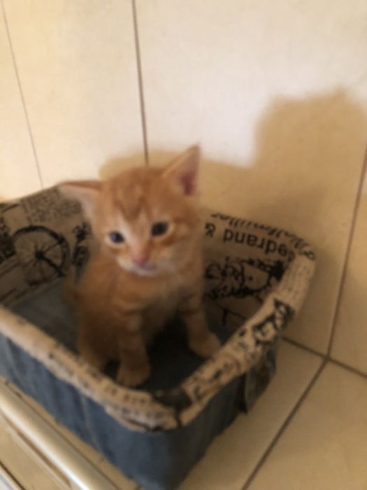 Отдам котят 2 месяца