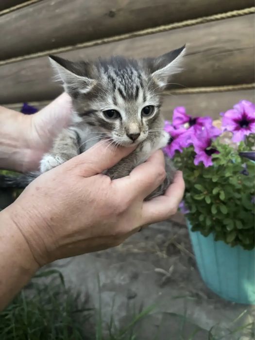 Отдам котят 2.5 мес