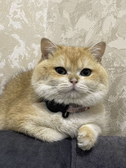Кот породы британская золотая шиншилла, золотистый окрас.
