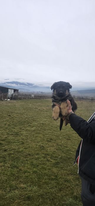 Свободни Немски Овчарки