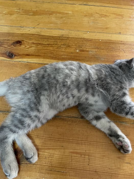 Шотландский вислоухий котенок