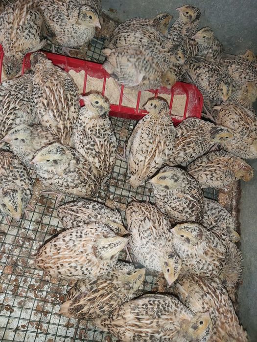 Pui prepelita si prepelițe outoare Jumbo Gold, Polara, Japoneza,Tuxedo