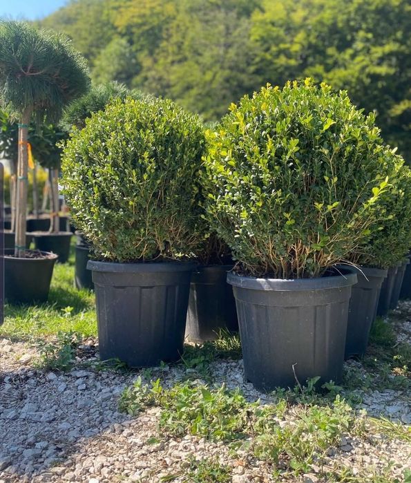 Camelia copac glob, Photinia plante ornamentale, maslin secular
