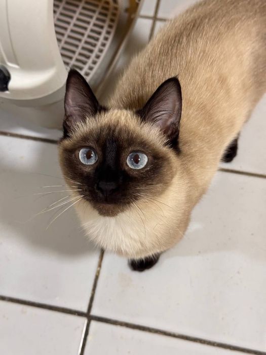 Отдадим в добрые руки и ответственные руки сиамского котёнка