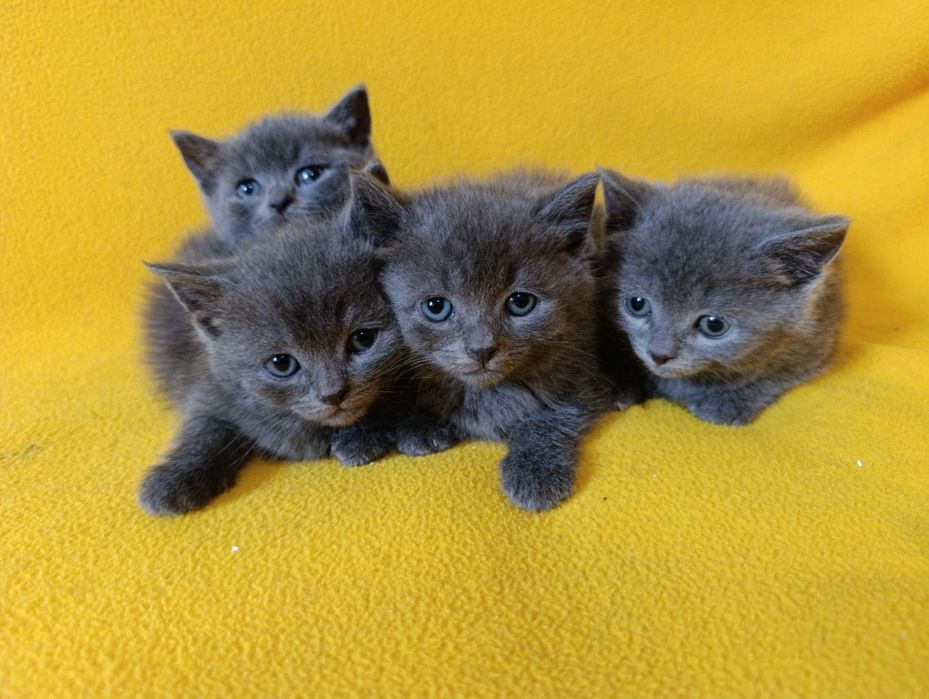 Котета - порода Руска синя котка !