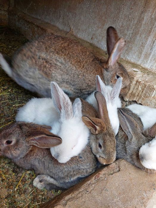 Vând iepurițe Urias German și Californiene