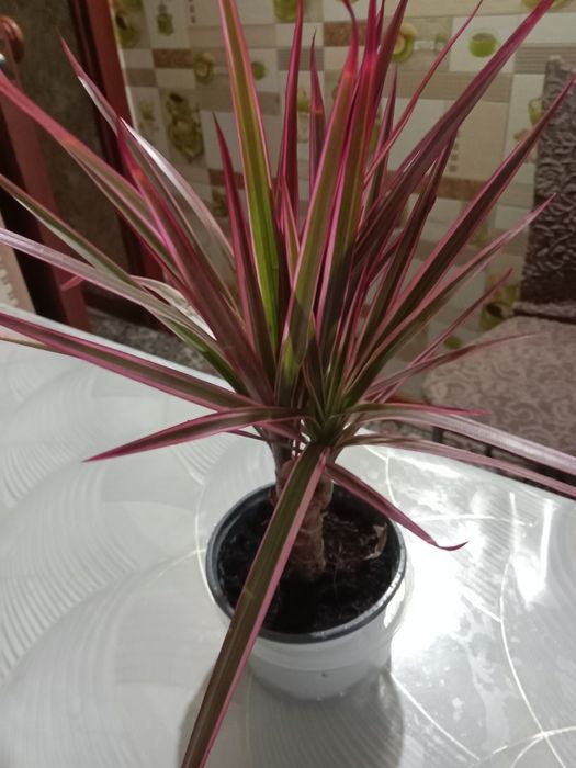 Пальму драцену продам