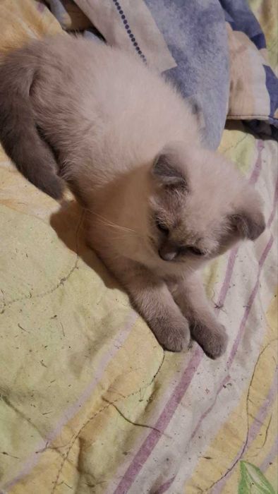 Продавам породисти котенца
