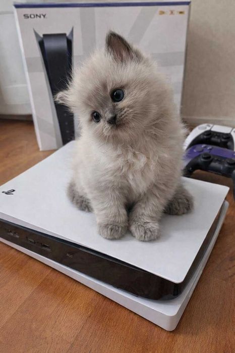 PS5 ПС5 Сони аренда ДОСТАВКА БЕСПЛАТНО прокат плестейшен