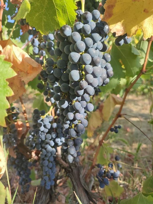 Vând struguri merlot