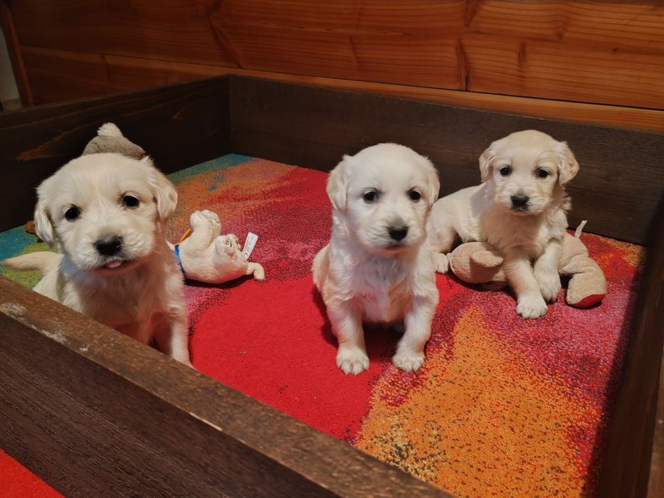 Голдън  ретривър