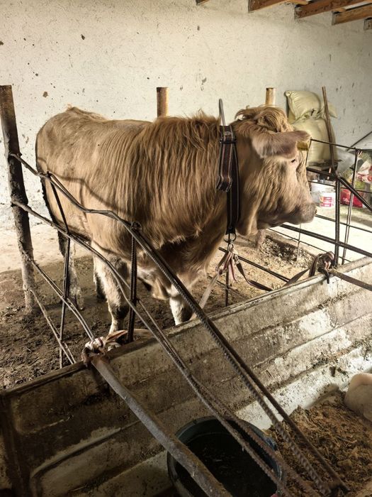 Buqacha sotiladi srochna