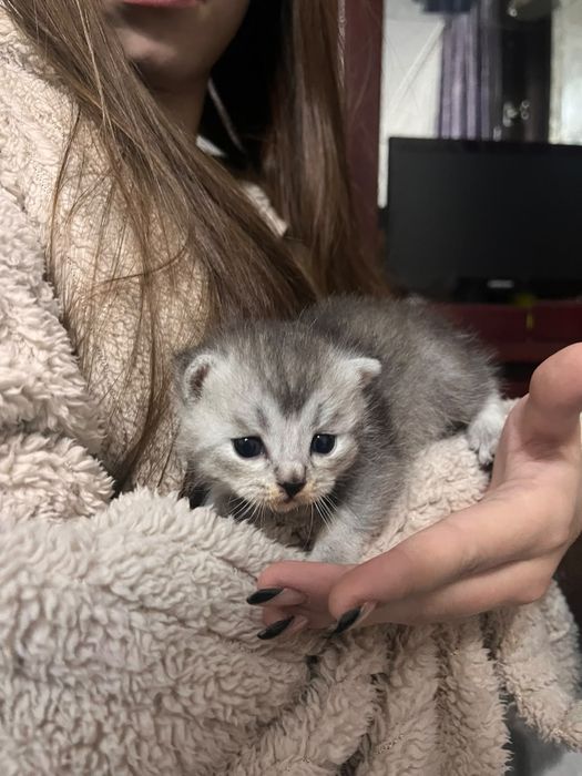 Продаются котята
