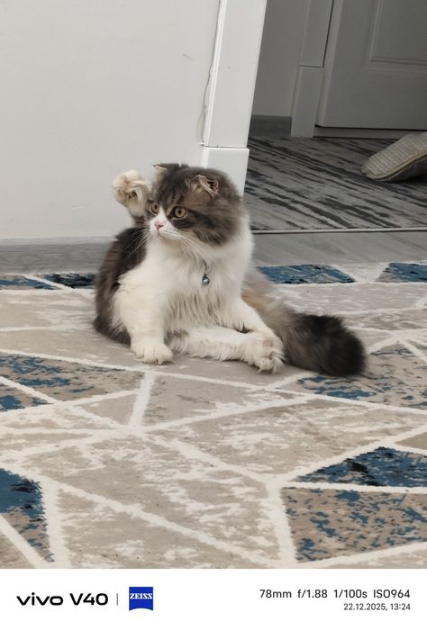 Aqli mushuk srochna sotiladi toza ozoda