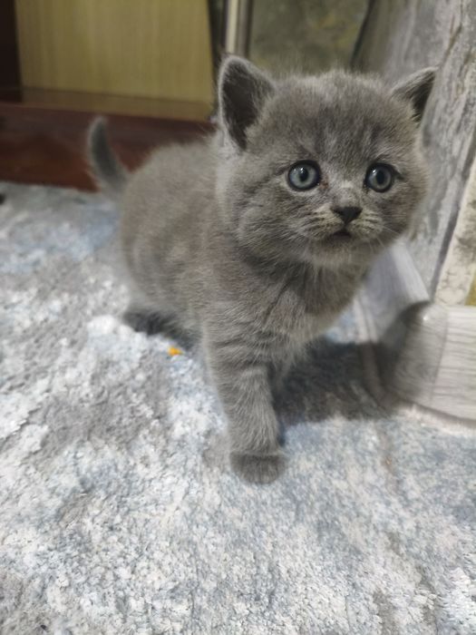 Котята скотиш фолд