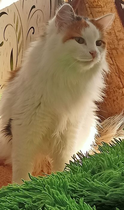 Красотка Лилу ищет себе хозяина