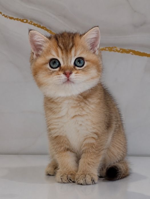 Золотая шиншилла