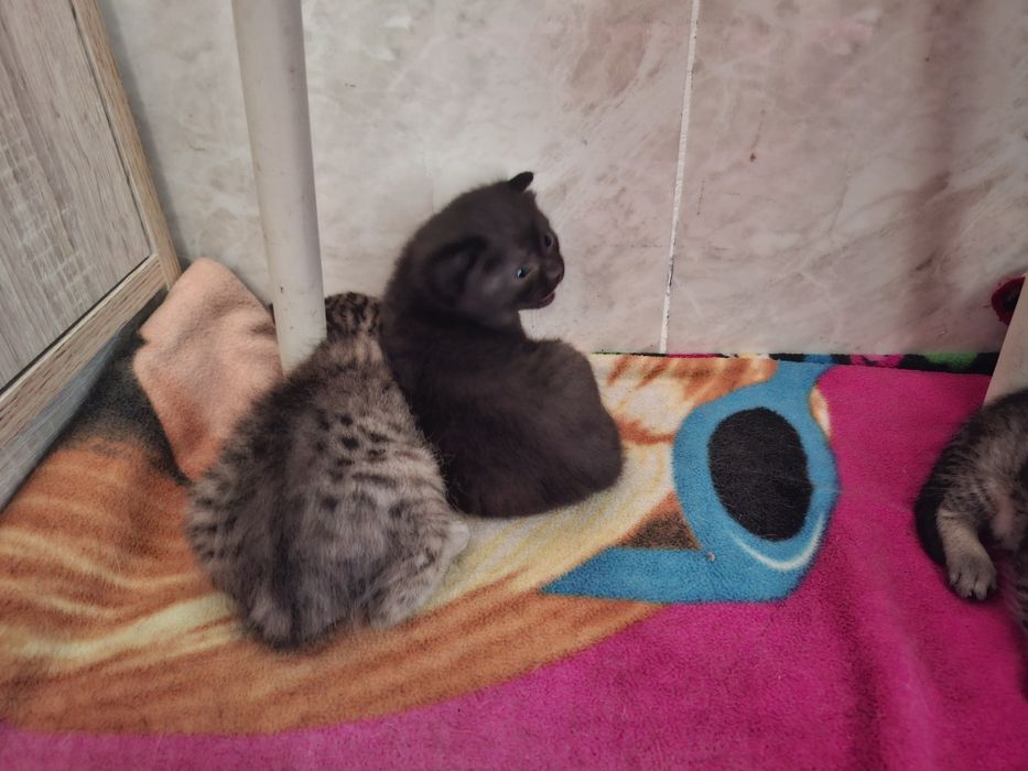 Отдам в добрые руки, бесплатно!