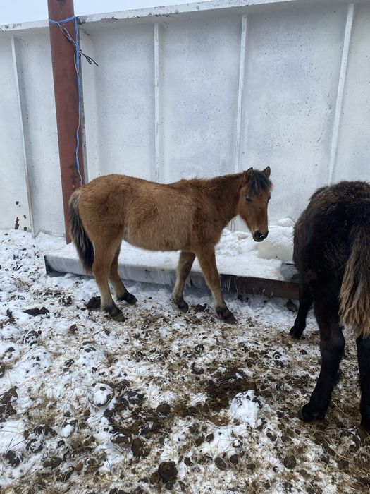 6 бас жабагы сатам