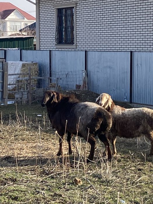 Продам трехгодовалого кошкара