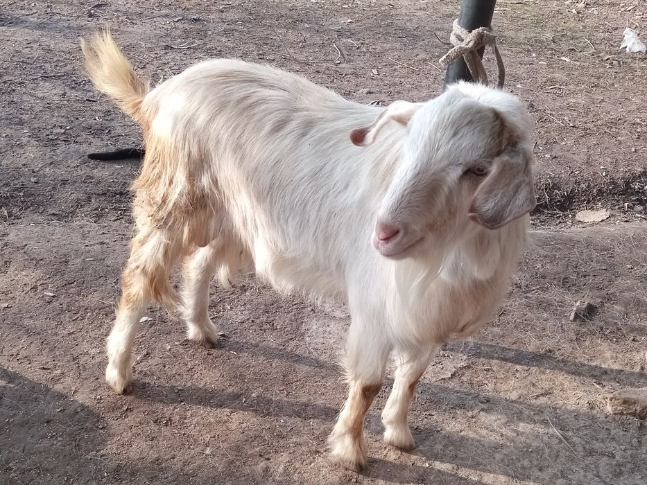 Продам Занненского Козла