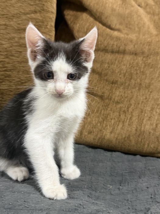 Котята отдам в добрые руки