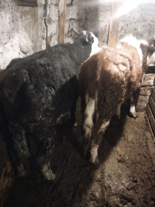 Продам тёлочек оптом