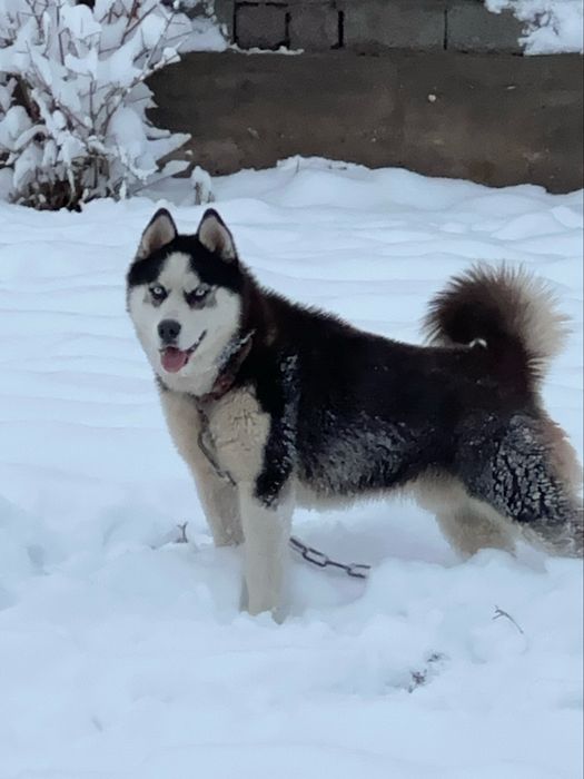 Haskiy husky it kuchuk xatiko siberian husky siberiskiy hasky afcharka