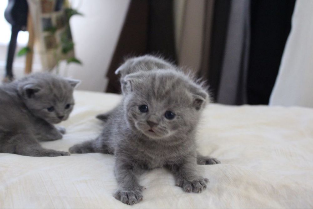 Продам шотландских котят