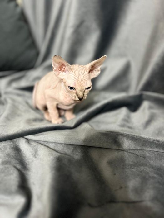 Канадские сфинксы