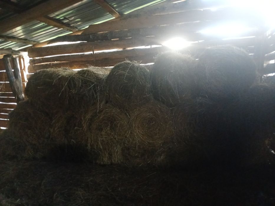 Baloti fan rotunzi 60/70