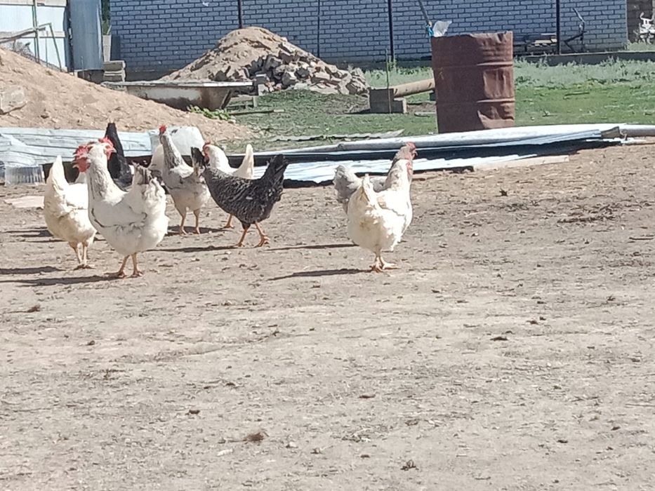 Продам кур домашних