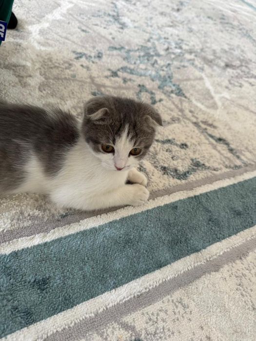 шотландский веслоухий