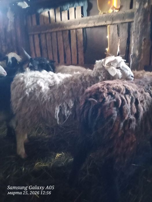 Продам овечки кошкарчик