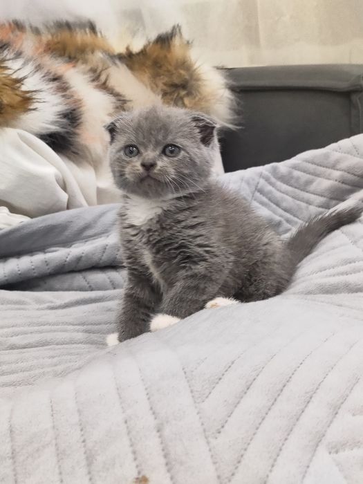 Продам шотландских котят