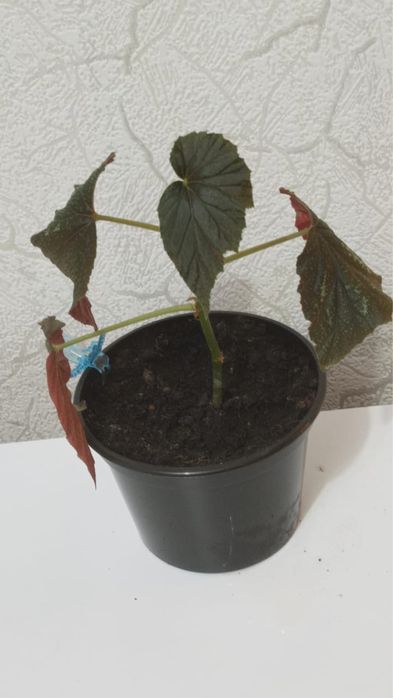 Продам комнатные цветы