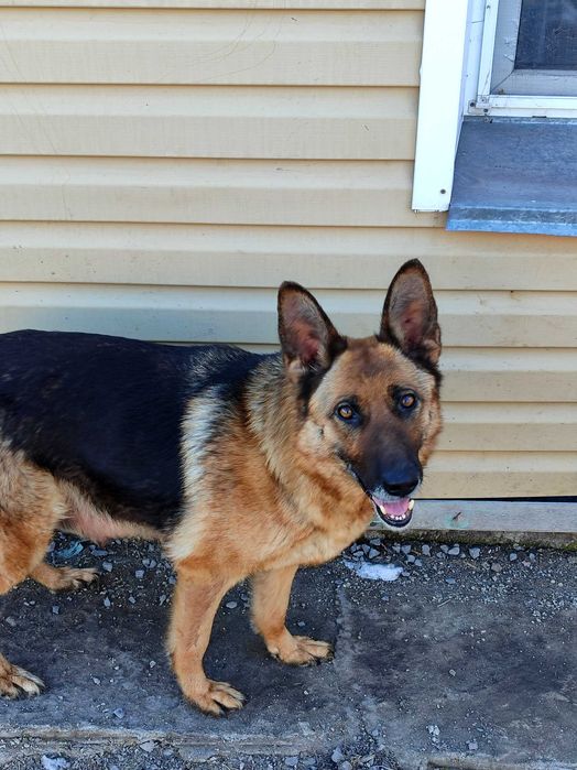 Щенки немецкой овчарки